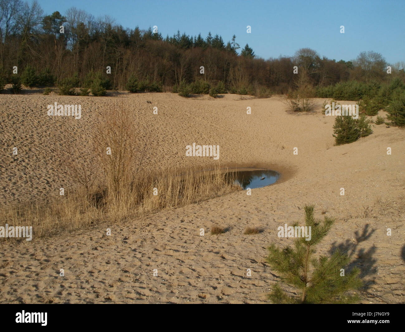 '20120315Wasserloch Hockenheimring' fait référence à une image capturant le coin 'Wasserloch' du Hockenheimring, un circuit de sport automobile renommé en Allemagne, connu pour ses virages difficiles. Banque D'Images