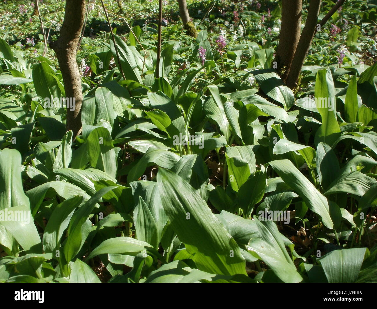 La plante Baerlauch, communément appelée ail sauvage, se trouve à Altlussheim. Il est connu pour son arôme distinctif et est utilisé en cuisine et en phytothérapie. Banque D'Images