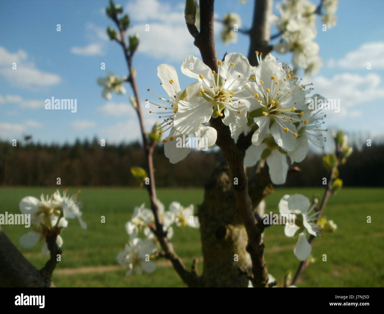 Le Streuobstwiese Altlussheim est un verger traditionnel situé à Altlussheim, en Allemagne. C’est un repère culturel et écologique, représentant l’agriculture durable et la biodiversité. Banque D'Images