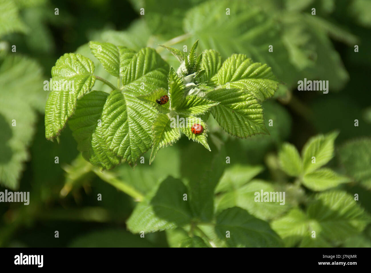 L'image ou les données font référence à une observation enregistrée de *Harmonia axyridis*, l'Arlequin Ladybird, à Walluf. Cette espèce est connue pour son impact sur les écosystèmes et comme espèce envahissante dans diverses régions. Banque D'Images