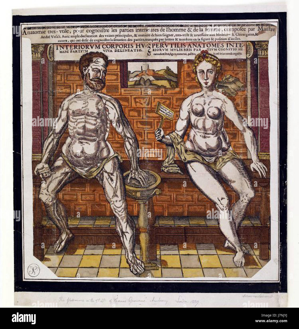 La feuille anatomique 02a se réfère à un diagramme médical ou éducatif, peut-être tiré d'un manuel anatomique historique ou de matériel éducatif. Il fournit des illustrations détaillées de l'anatomie humaine, utilisées dans l'étude de la médecine et de la biologie, offrant un aperçu de la structure et de la fonction du corps humain. Banque D'Images