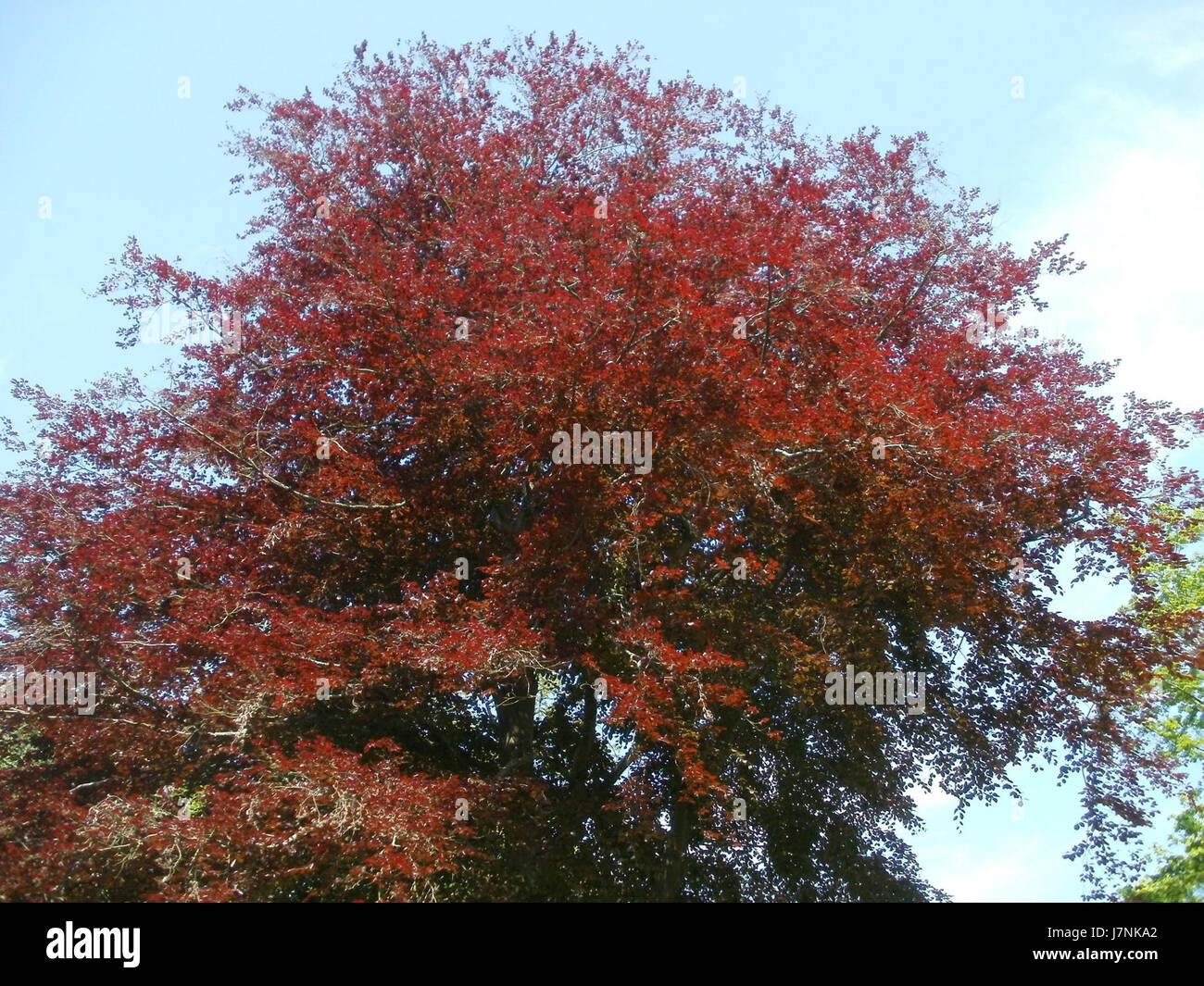 L'image capture le cimetière Johann du 18 mai 2012, montrant les pierres tombales et l'agencement de ce lieu de sépulture historique, reflétant les pratiques culturelles et religieuses de la région. Banque D'Images