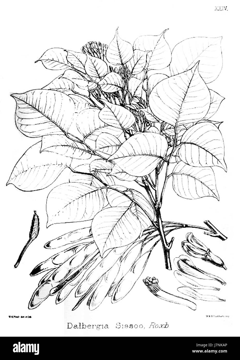 Dalbergia sissoo, également connu sous le nom de bois de rose indien, est une espèce d'arbre originaire du sous-continent indien. Il est apprécié pour son bois dur, qui est utilisé dans la fabrication de meubles, instruments de musique et autres métiers. L'arbre est également important à des fins écologiques, soutenant la biodiversité et empêchant l'érosion des sols. Banque D'Images