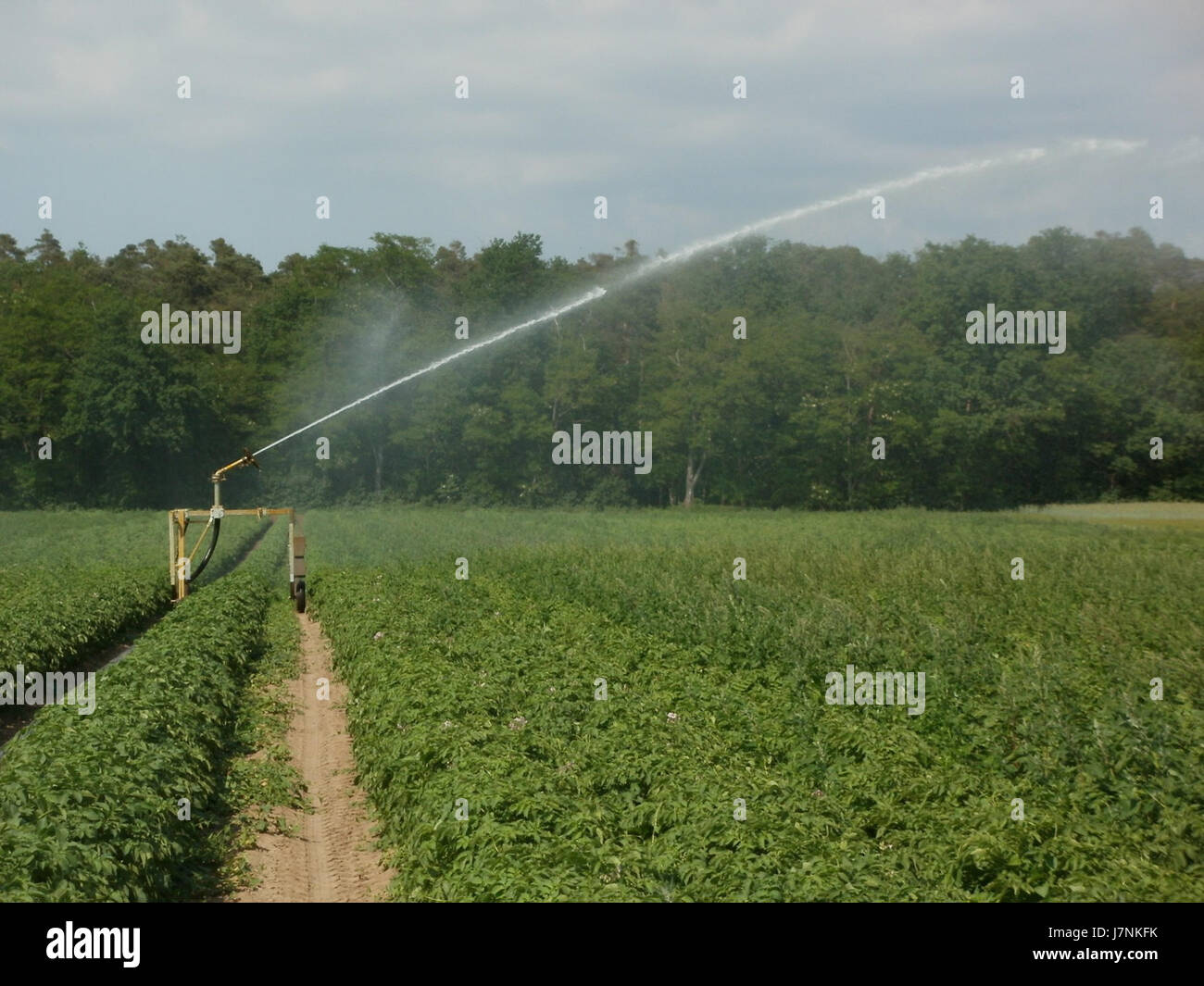 Cette image montre une section du FeldbewÃ¤sserung (système d'irrigation de champ) à Hockenheim, en Allemagne, à partir de mai 2012. Le système d'irrigation joue un rôle crucial dans la productivité agricole et la conservation de l'eau dans la région. Banque D'Images