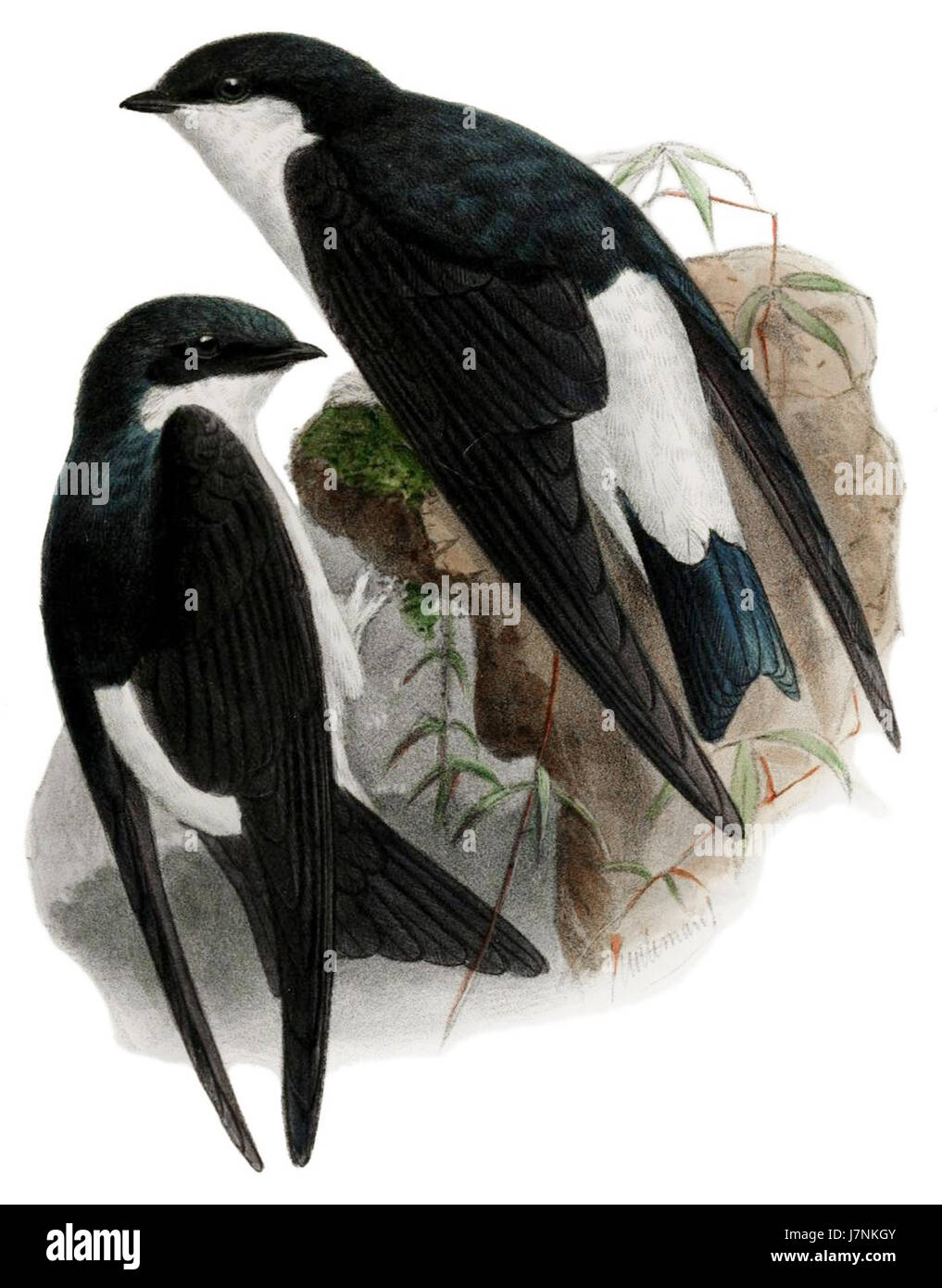 La culture Delichon Ibis est un terme se référant à une variété spécifique d'études agricoles ou écologiques liées au genre Delichon. Ces espèces sont souvent impliquées dans des études sur l’agriculture ou le comportement animal en relation avec les milieux écologiques. Banque D'Images