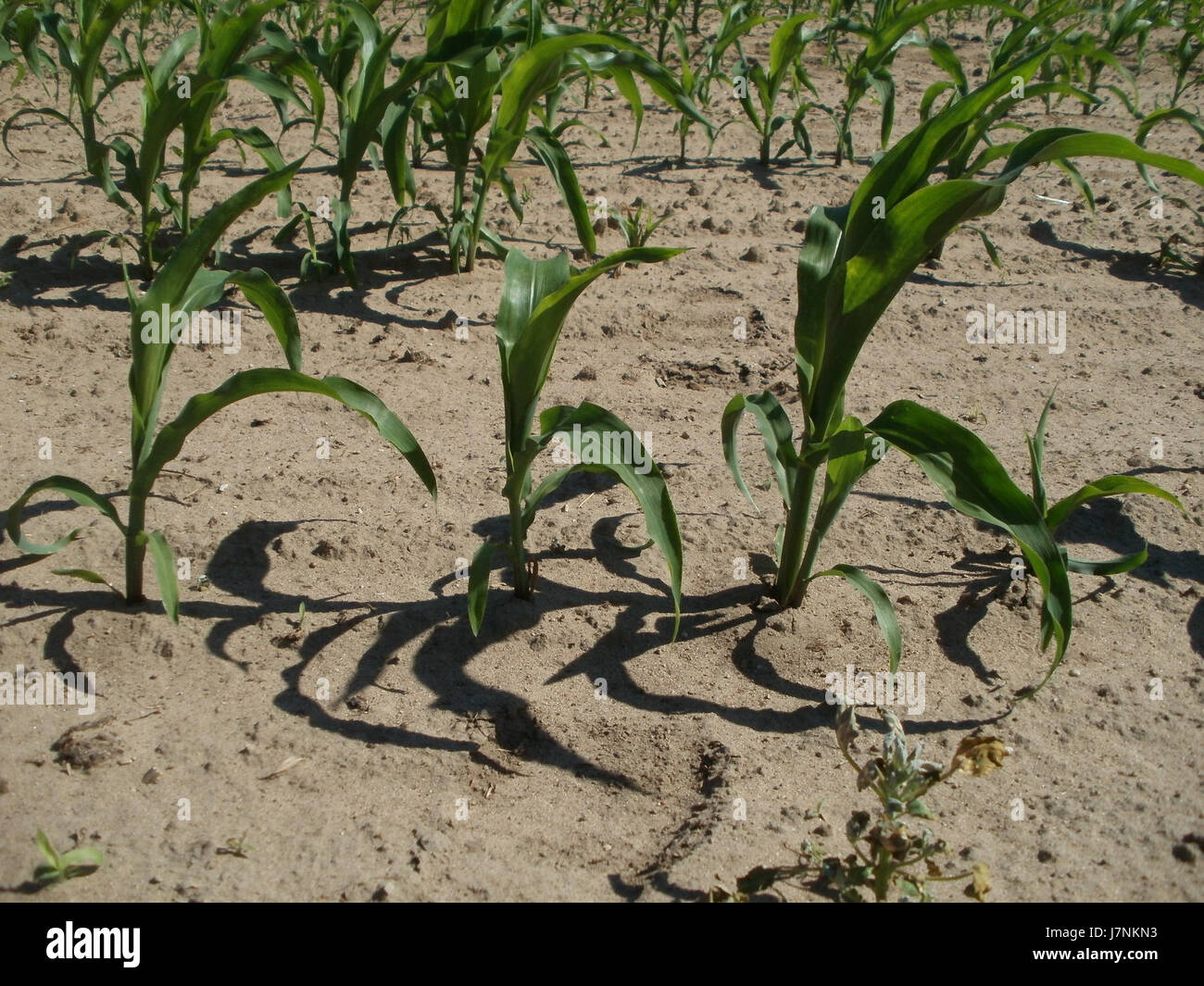 Cette image montre probablement une scène d'un événement ou d'un lieu de mais Ketsch, potentiellement liée à des expositions agricoles ou culturelles. Les détails suggèrent la participation d'activités locales ou régionales, bien que des informations précises restent floues. Banque D'Images