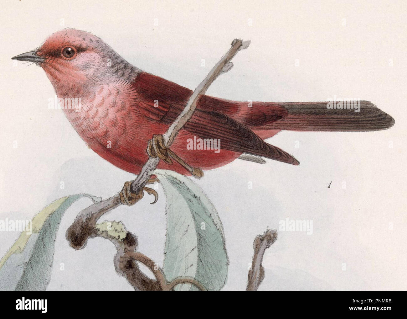 Cardellina versicolor est une espèce d'oiseau chanteur, connue pour sa coloration vibrante. Cet oiseau, observé en 1902, fait partie de la famille des finch et se distingue par son plumage coloré et ses appels mélodieux. Banque D'Images