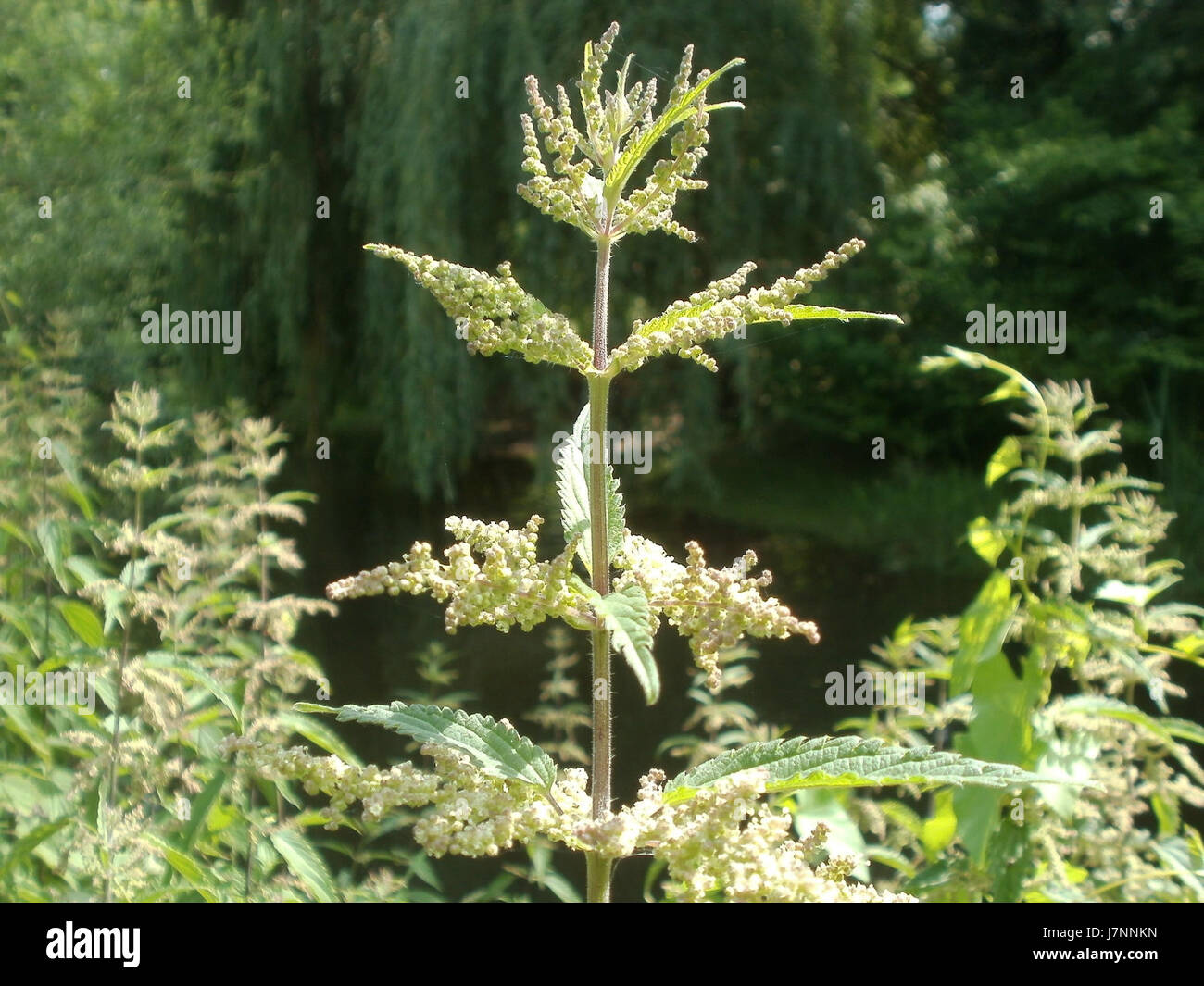 Une photographie prise le 23 juin 2012, capturant des orties (Brennnesseln) à Hockenheim, en Allemagne, mettant en valeur la flore locale de la région. Banque D'Images