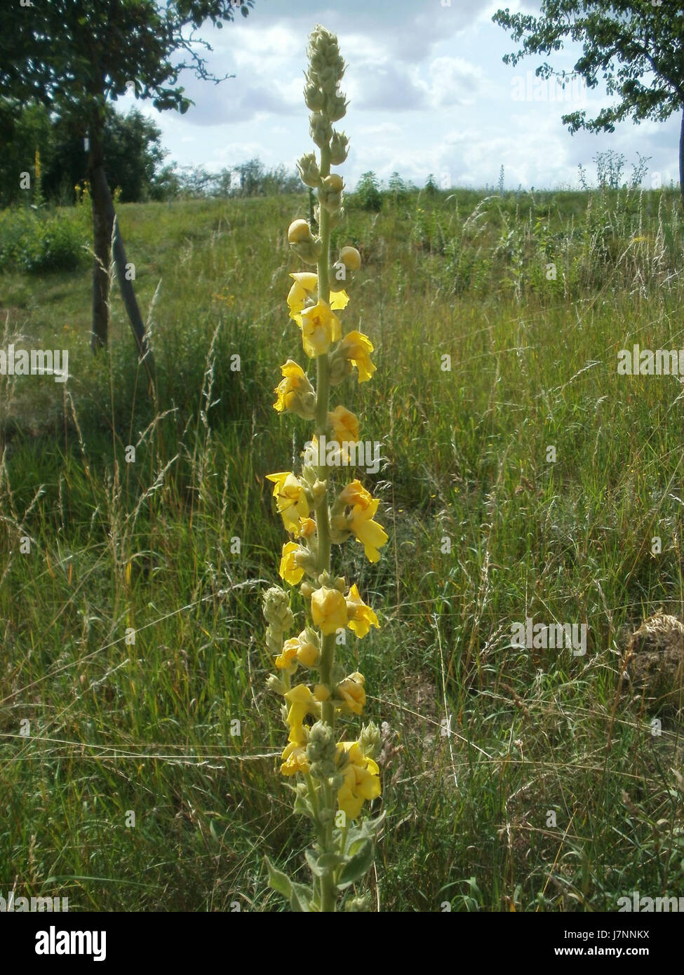 20120623Hockenheim5 Koenigskerze Banque D'Images