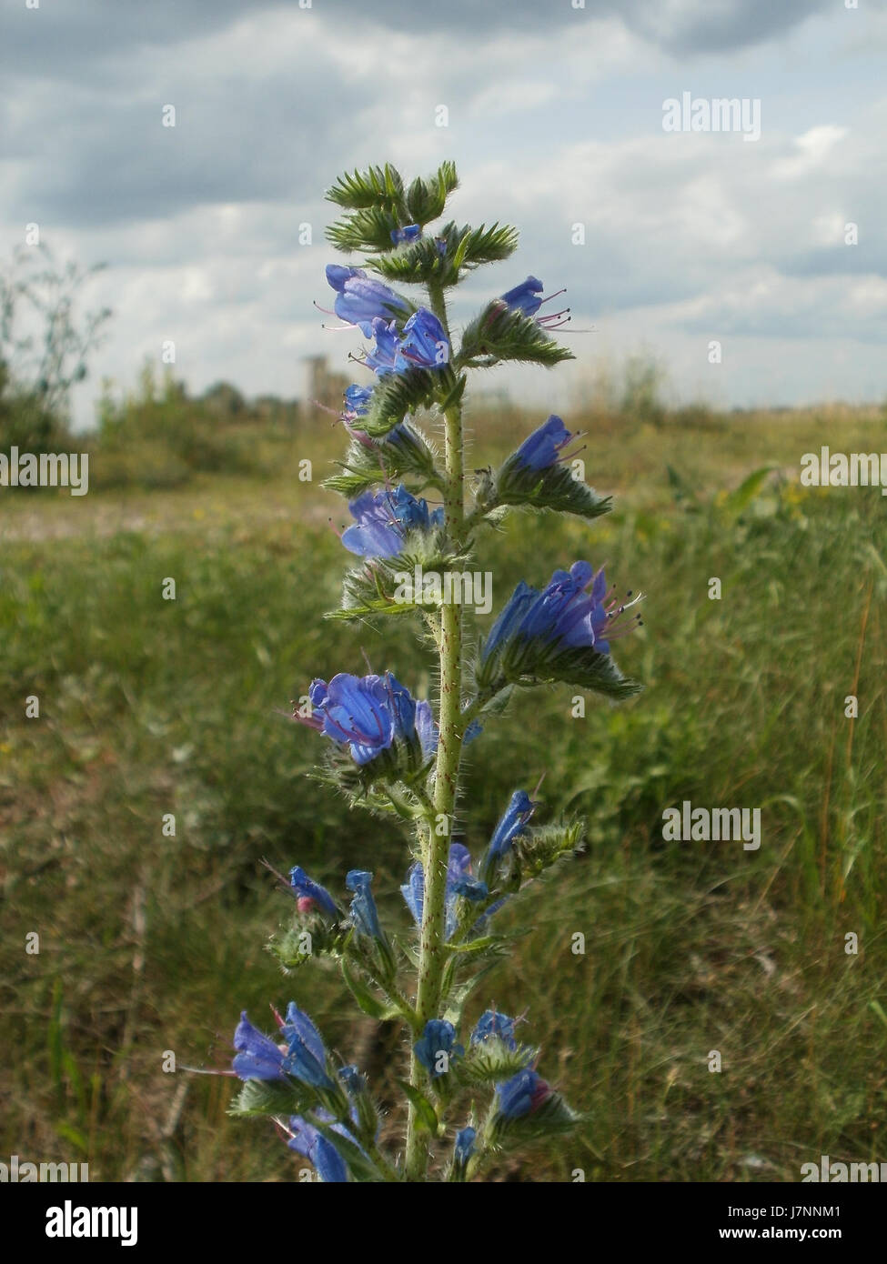 Cette image, prise le 23 juin 2012 à Natterkopf à Hockenheim, en Allemagne, capture un moment clé d'un événement ou d'une scène locale, mettant en évidence les caractéristiques uniques et l'importance du regionâ dans le contexte de l'événement. Banque D'Images