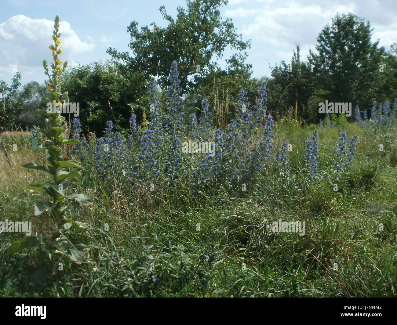 Une image du 23 juin 2012, représentant les plantes *Koenigskerze* et *Natterkopf* à Hockenheim, en Allemagne. Ces plantes, communes dans les paysages européens, sont reconnues pour leurs propriétés médicinales et écologiques. Banque D'Images