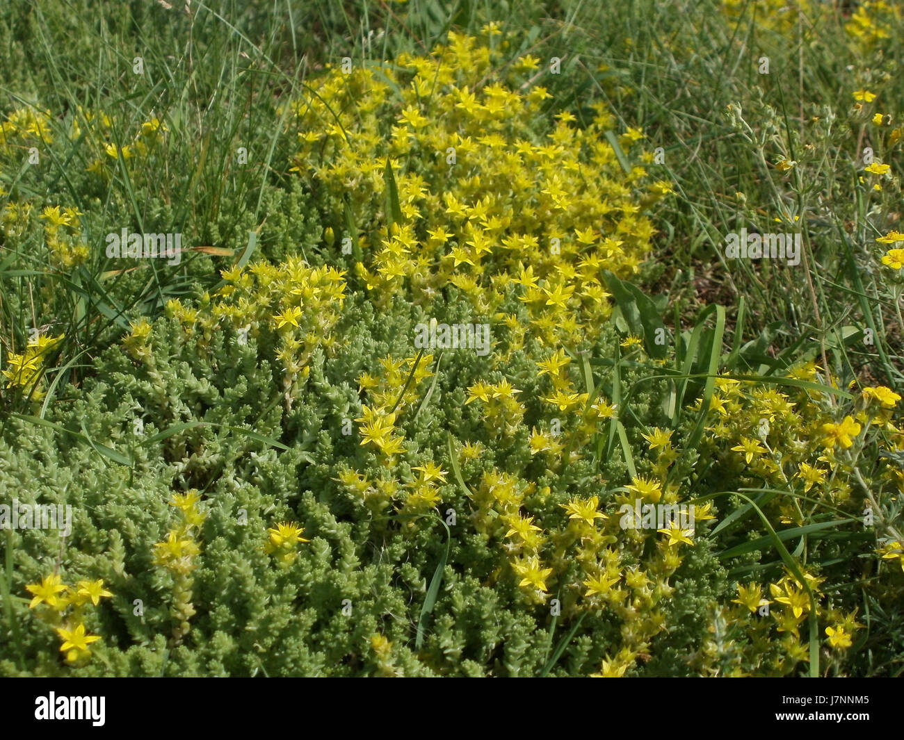 Cette entrée fait référence à une photographie ou à un événement lié à Mauerpfeffer, peut-être une personne ou un lieu, à Hockenheim, Allemagne, pris ou enregistré le 23 juin 2012. Il peut s'agir d'événements locaux ou de lieux à Hockenheim. Banque D'Images