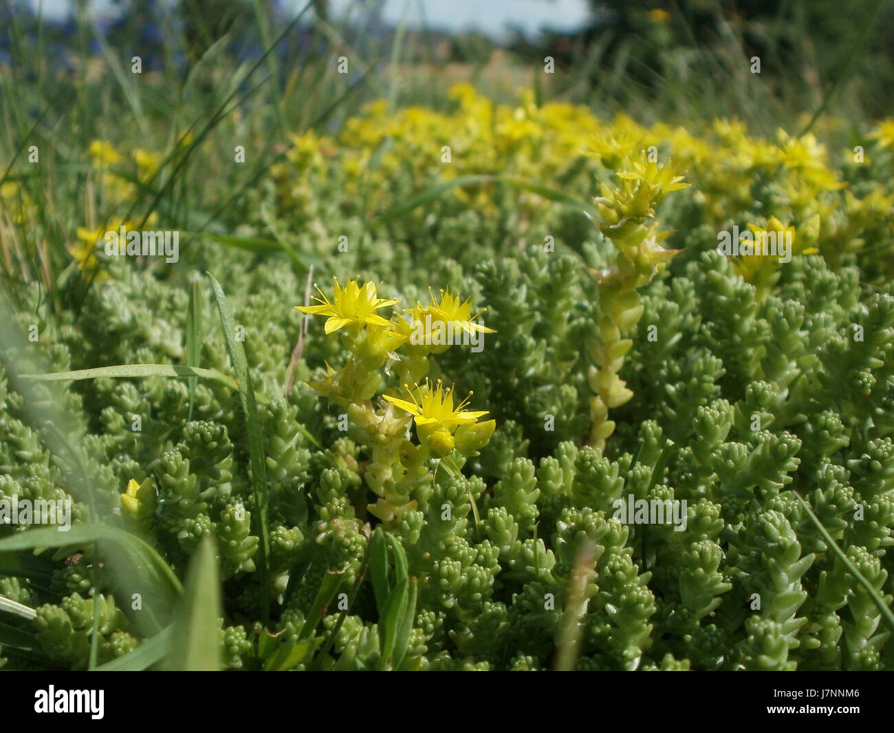 20120623Mauerpfeffer Hockenheim3 Banque D'Images