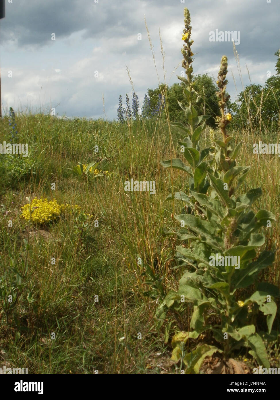 20120623Hockenheim7 Koenigskerze Banque D'Images