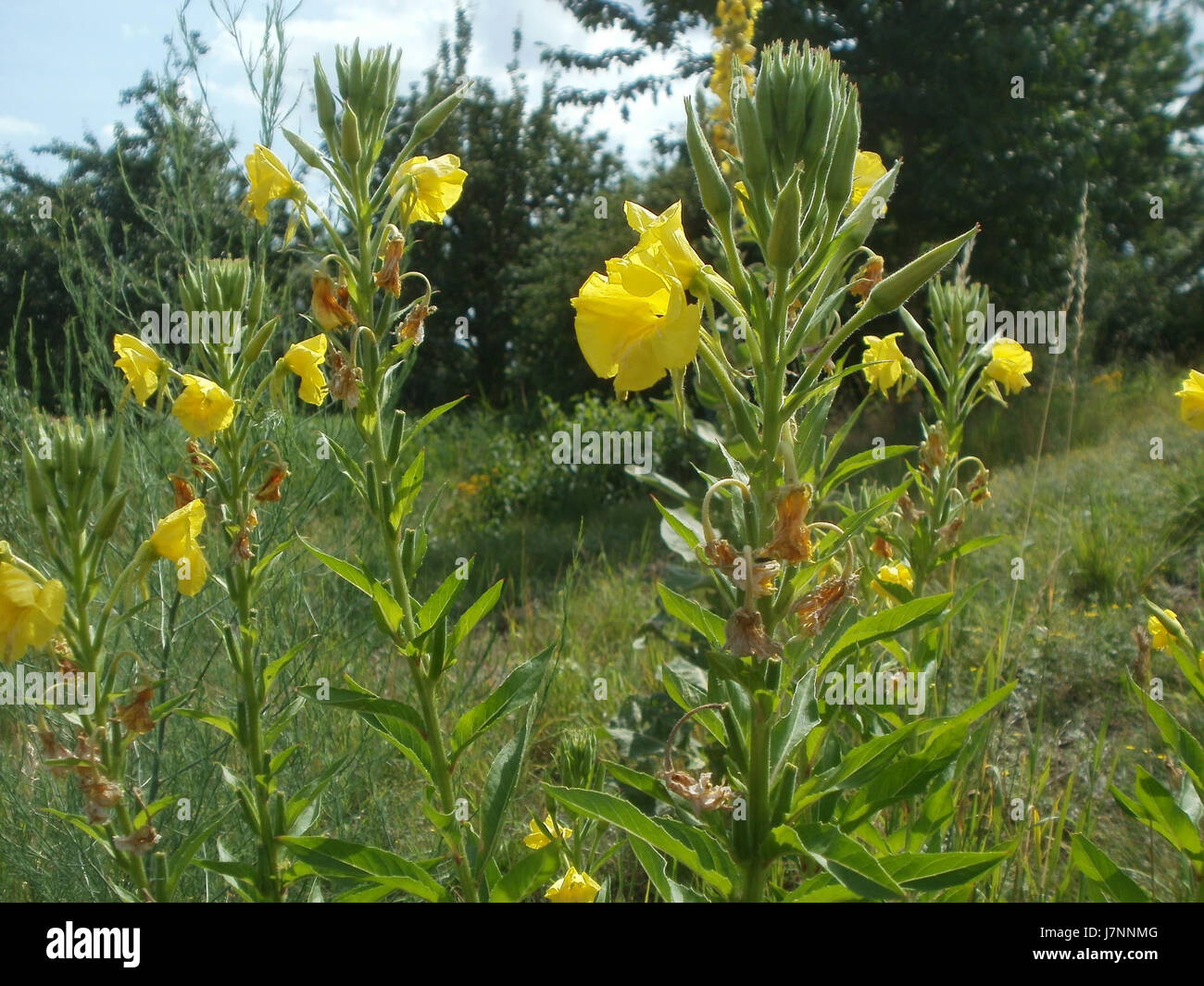 20120623Nachtkerze Hockenheim1 Banque D'Images