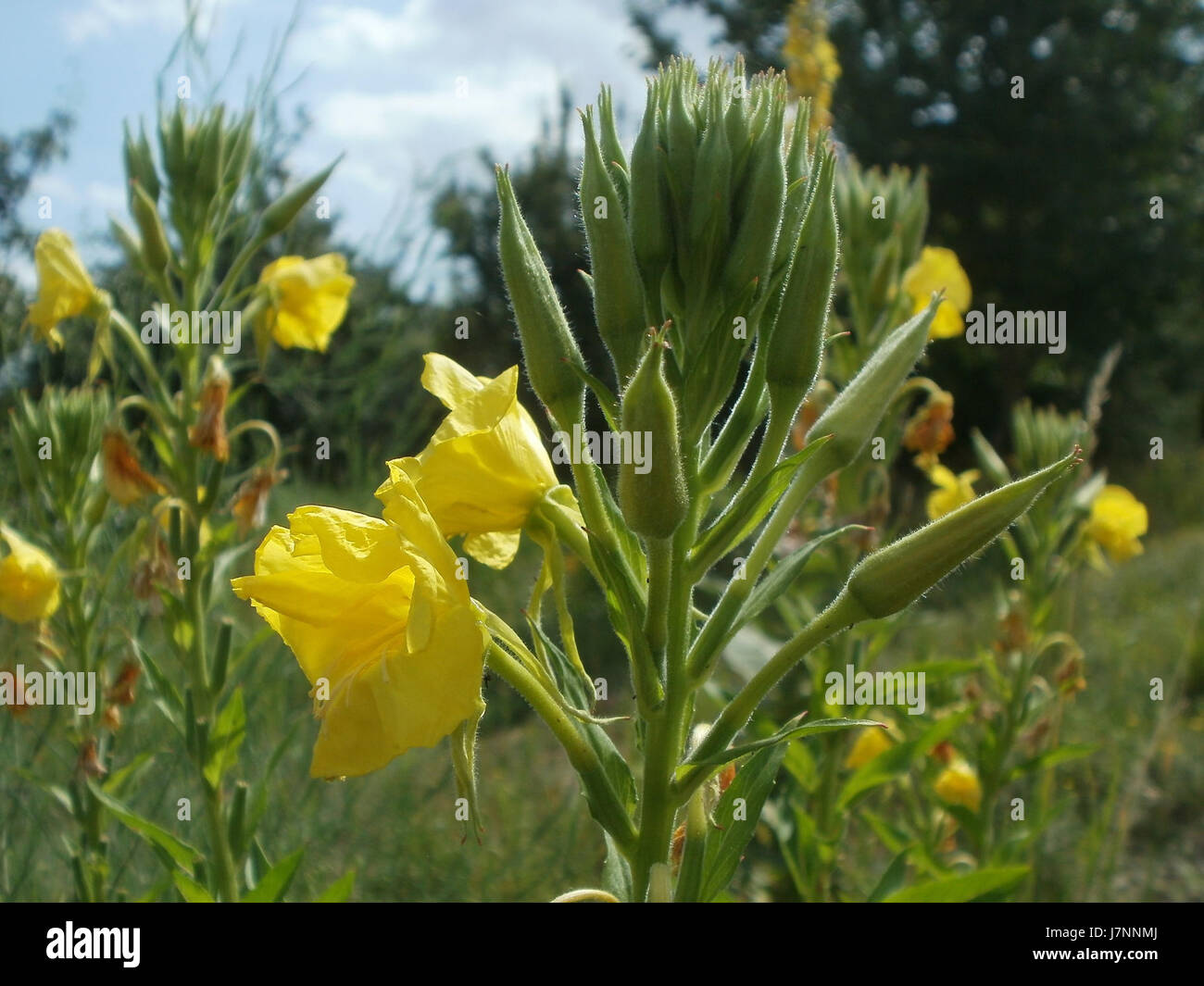 20120623Nachtkerze Hockenheim fait probablement référence à un événement ou à une observation spécifique lié à une plante 'Nachtkerze' (onagre), observée à Hockenheim le 23 juin 2012. Cela pourrait impliquer une étude botanique ou une observation environnementale. Banque D'Images