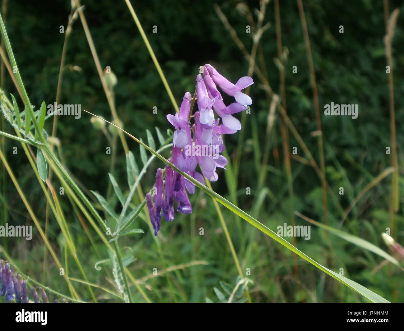 20120623Hockenheimer Rheinbogen02 Banque D'Images