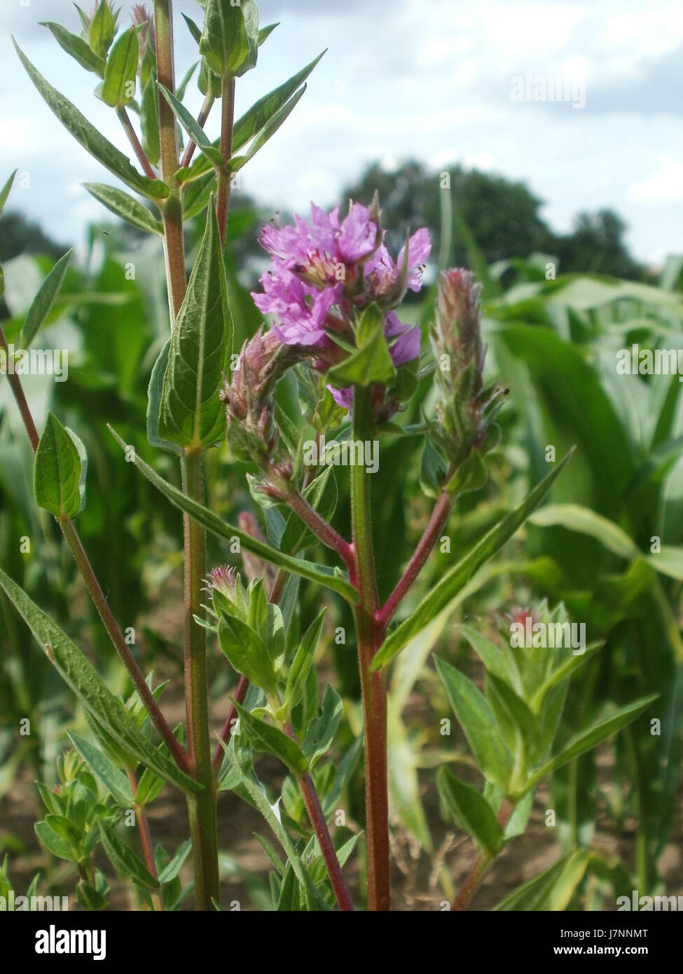 20120623Hockenheimer Rheinbogen06 Banque D'Images
