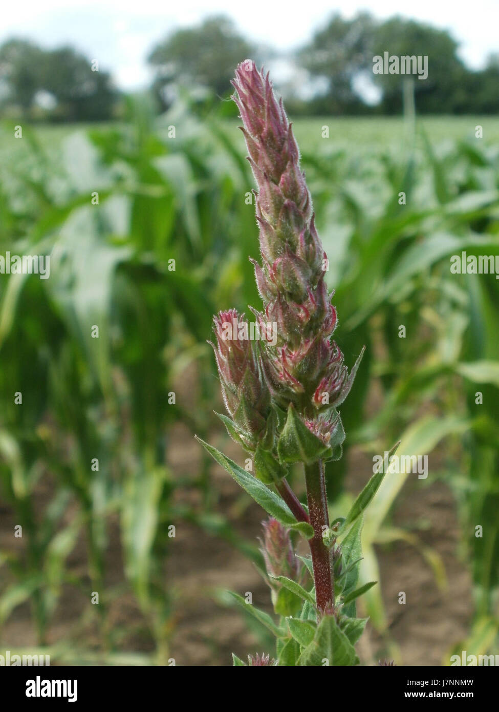 20120623Hockenheimer Rheinbogen07 Banque D'Images