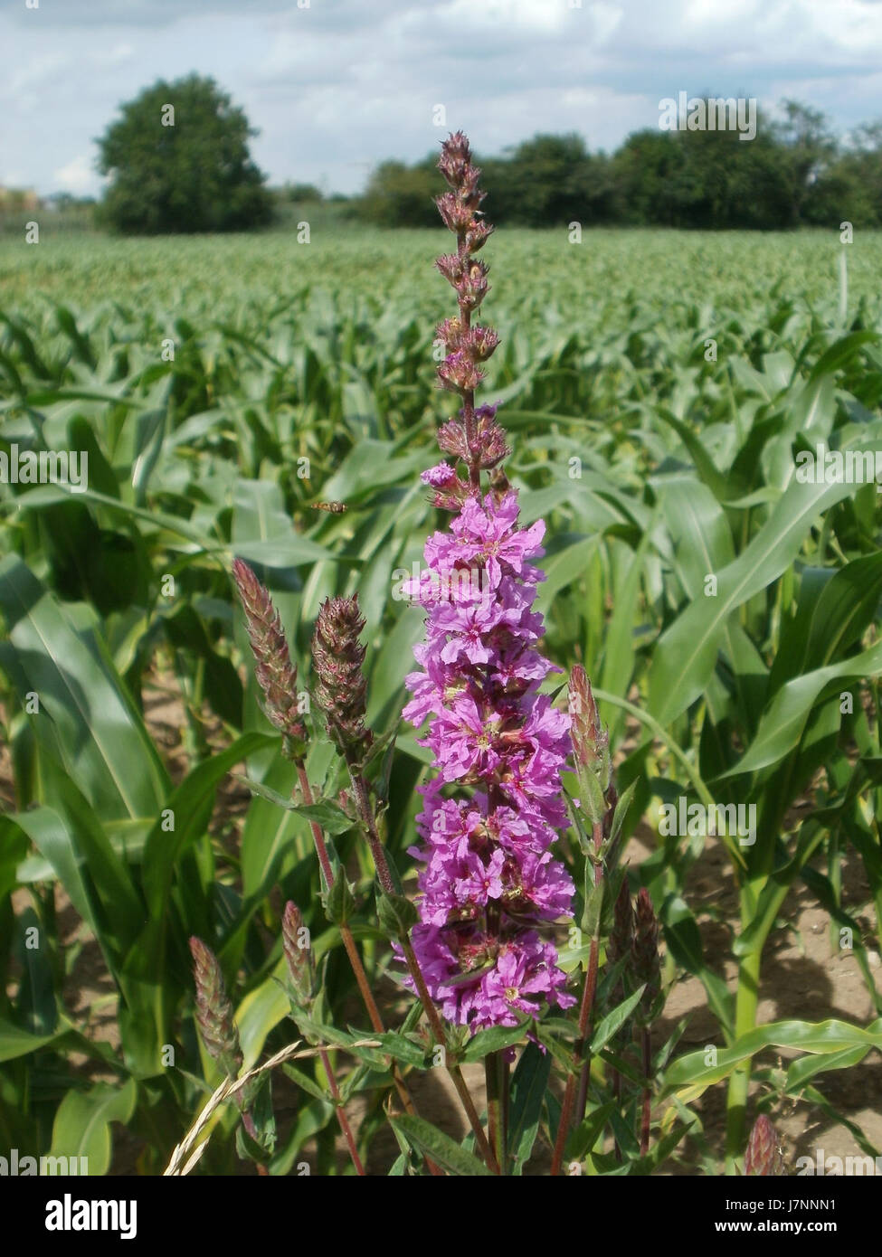 Une photographie du 23 juin 2012 du Hockenheimer Rheinbogen, montrant le paysage pittoresque et l'importance historique de la région le long du Rhin en Allemagne. Banque D'Images