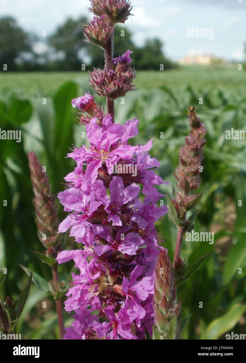Une photographie prise le 23 juin 2012, montrant le Rheinbogen de Hockenheimring, un célèbre virage du circuit de Hockenheim en Allemagne. Cette section de la piste est connue pour son défi technique et a été une caractéristique clé des courses de formule 1 en Allemagne. Banque D'Images