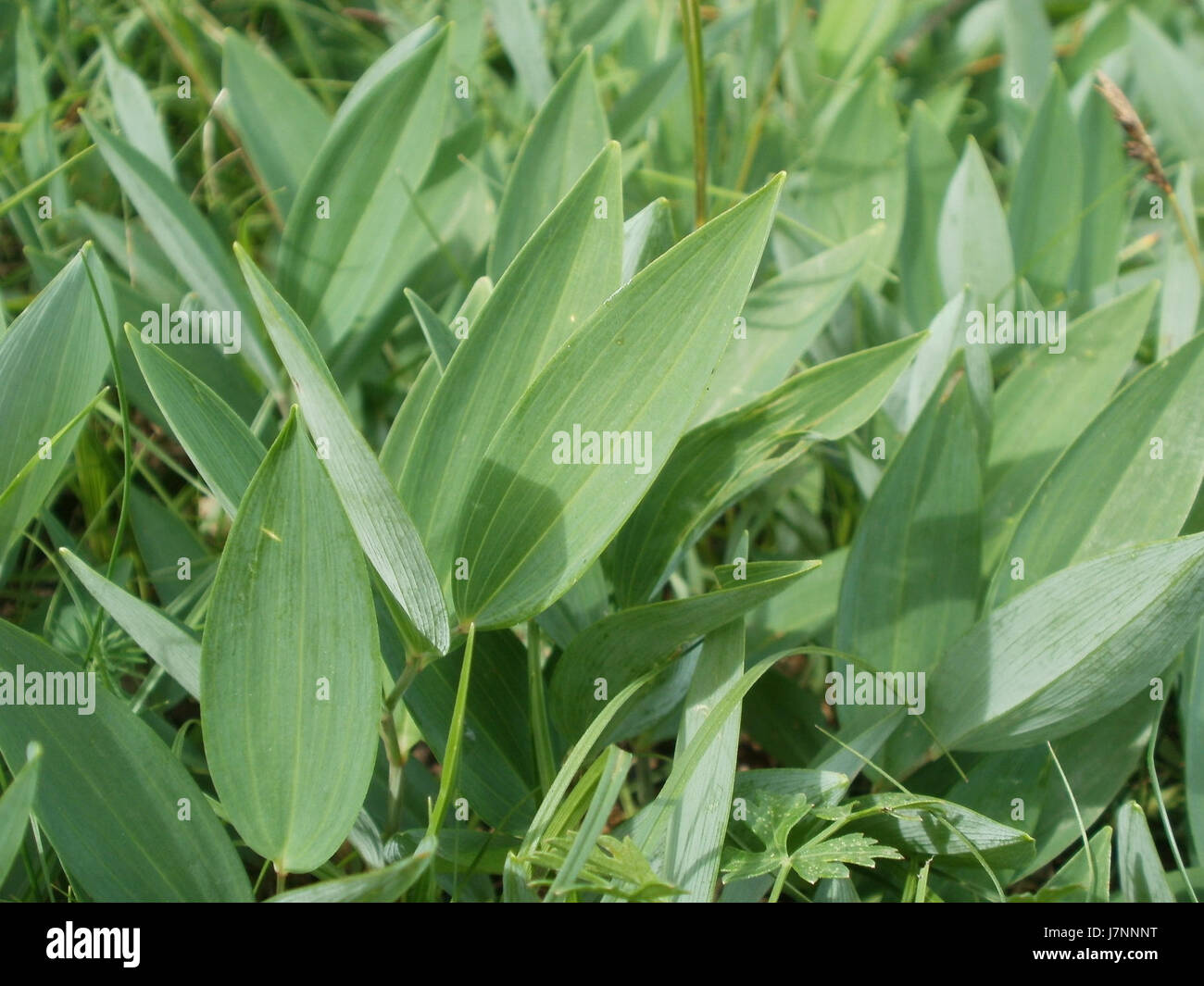 Cette image du 24 juin 2012 met en valeur les dunes d'Oftersheim, capturant le paysage naturel et les caractéristiques des dunes de sable de la région. La photographie met en évidence la topographie de la région. Banque D'Images