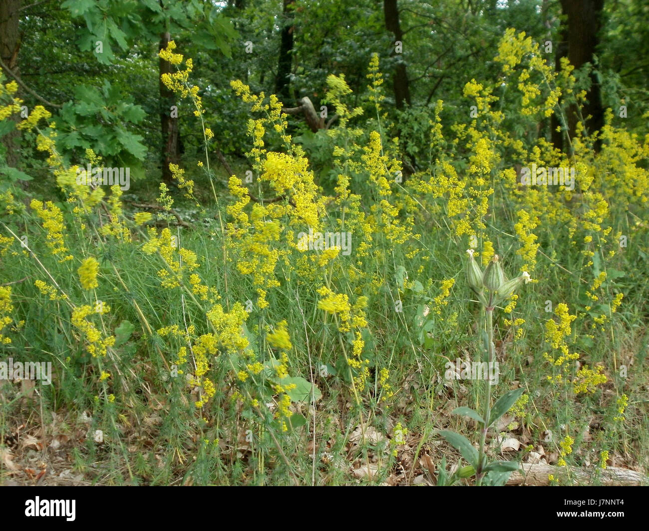 Une photographie prise le 24 juin 2012 des dunes de l'Oftersheimer, capturant le paysage naturel de cette zone de dunes de sable en Allemagne, mettant en évidence sa géographie et son écologie uniques. Banque D'Images