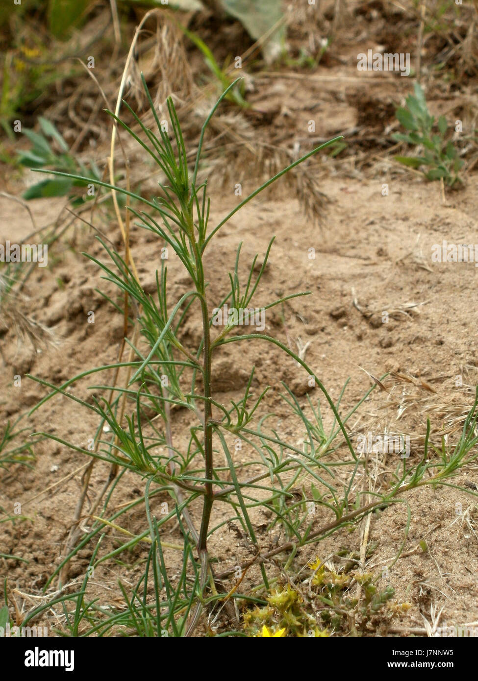 Un événement ou une image du 24 juin 2012, lié aux dunes d'Oftersheimer en Allemagne, documentant probablement une caractéristique naturelle ou une observation environnementale. Banque D'Images