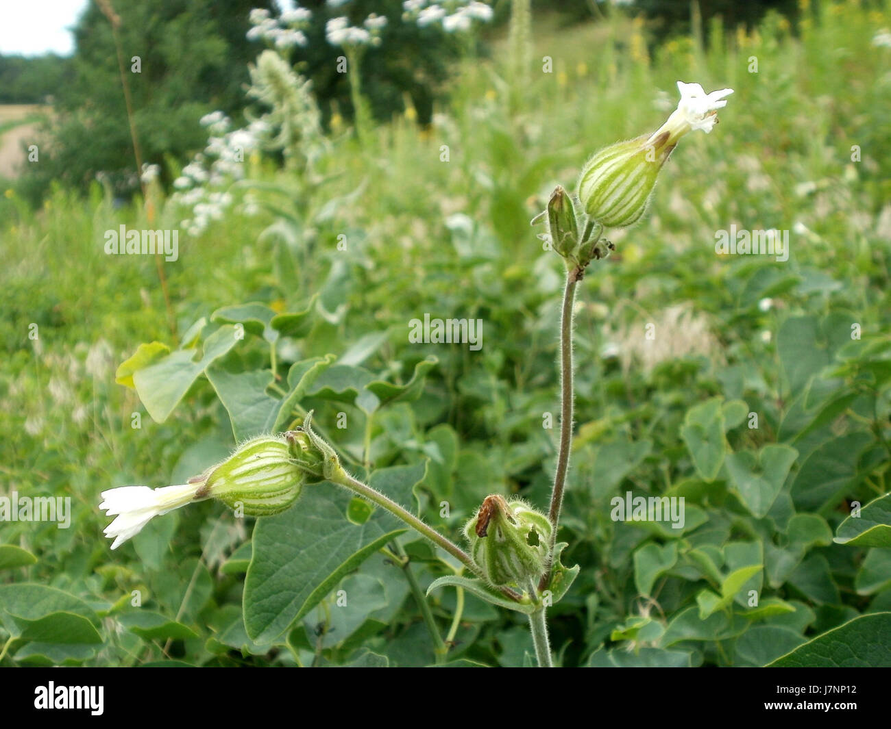 Cette image capture les dunes d'Oftersheimer le 24 juin 2012, situées en Allemagne. Les dunes sont un élément naturel du paysage, important pour leur écologie et leur géologie. Banque D'Images