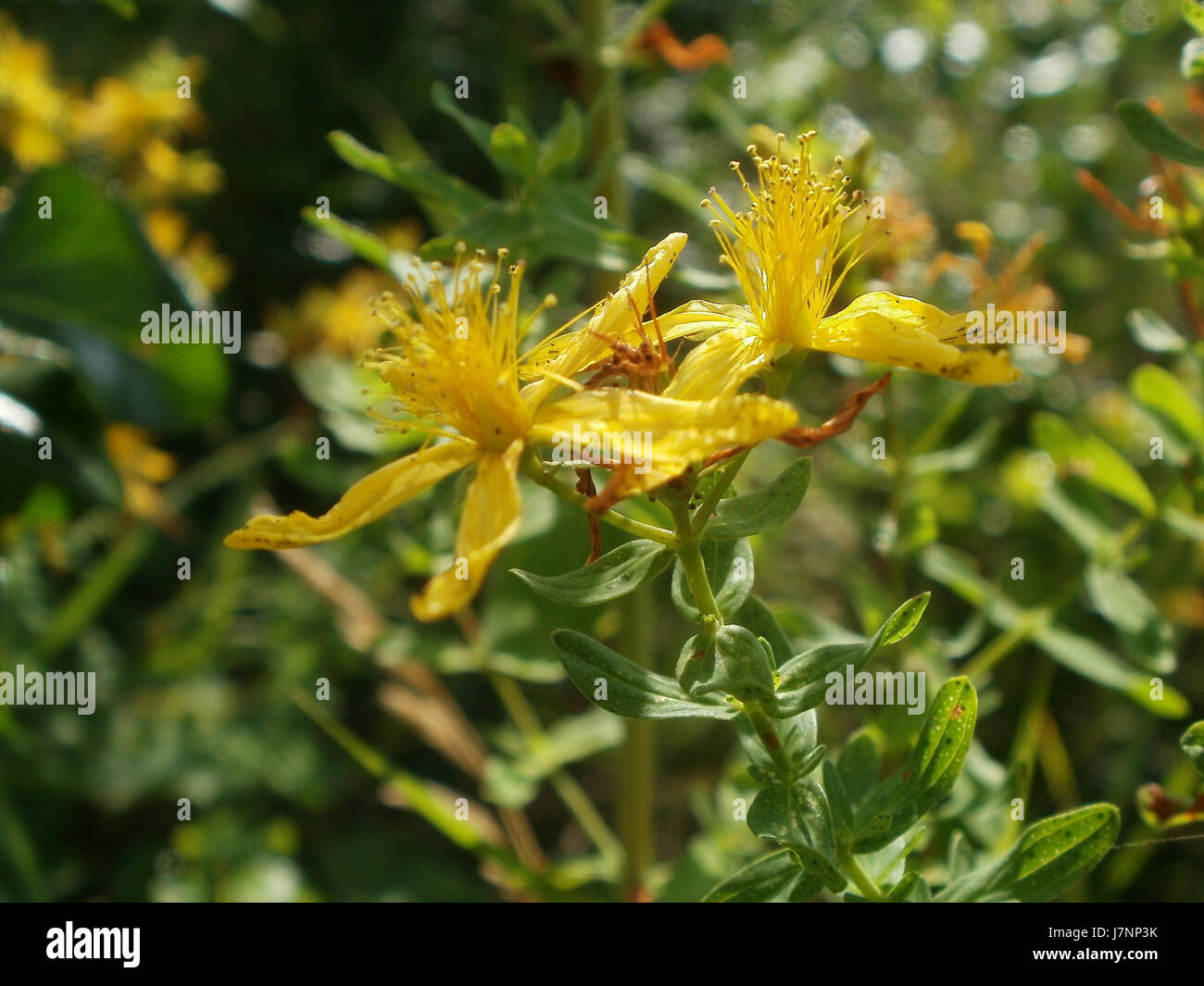Cette image montre Johanniskraut, communément connu sous le nom de produit Johnâ€™s Wort, photographié à Hockenheim, reflétant sa signification médicinale et botanique. Banque D'Images