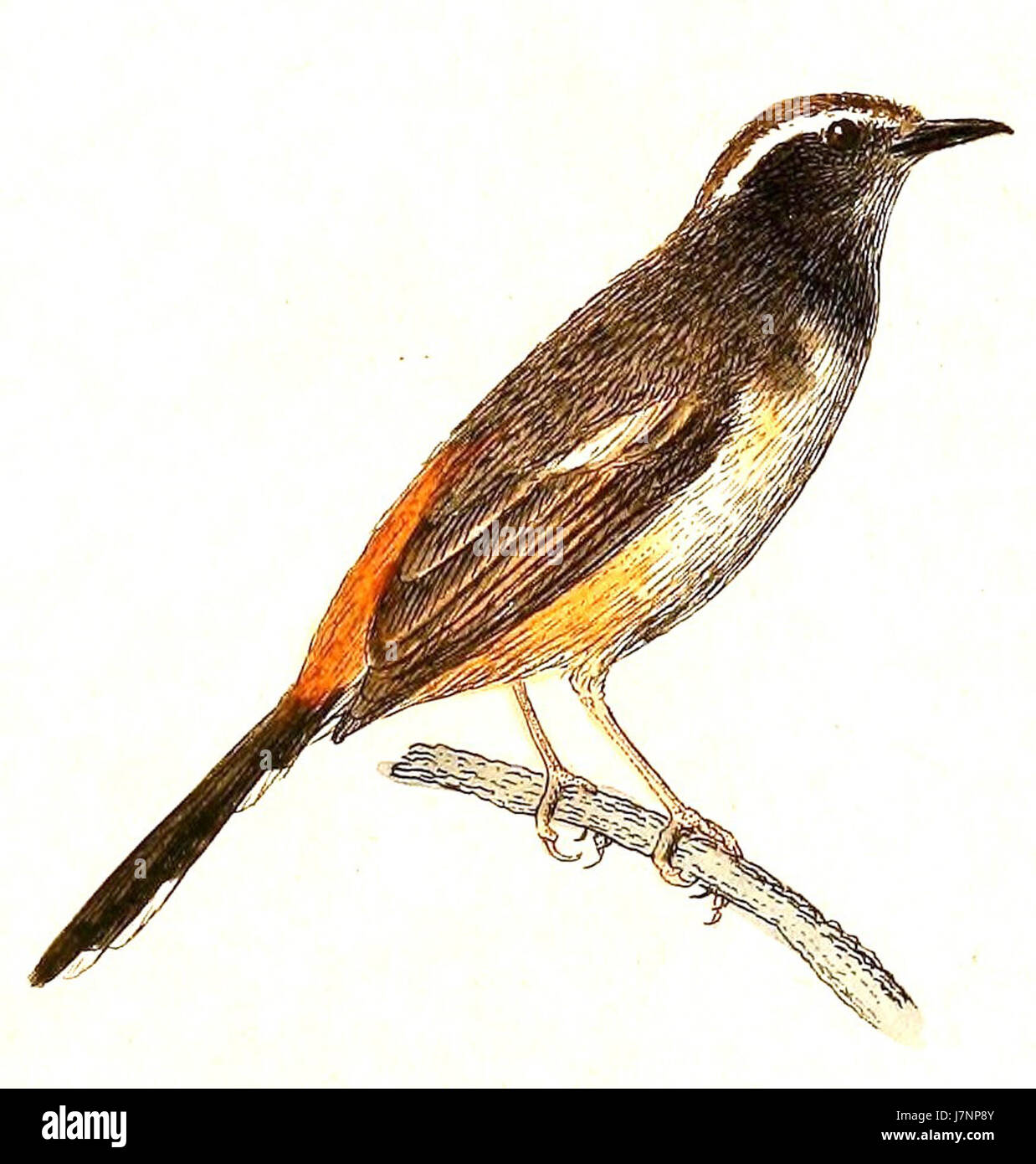 Copsychus luzoniensis, communément connu sous le nom de pie-robin philippin, est une espèce d'oiseau endémique des Philippines. Connu pour son plumage noir et blanc saisissant, il est couramment trouvé dans les forêts, les jardins et les zones urbaines. Banque D'Images