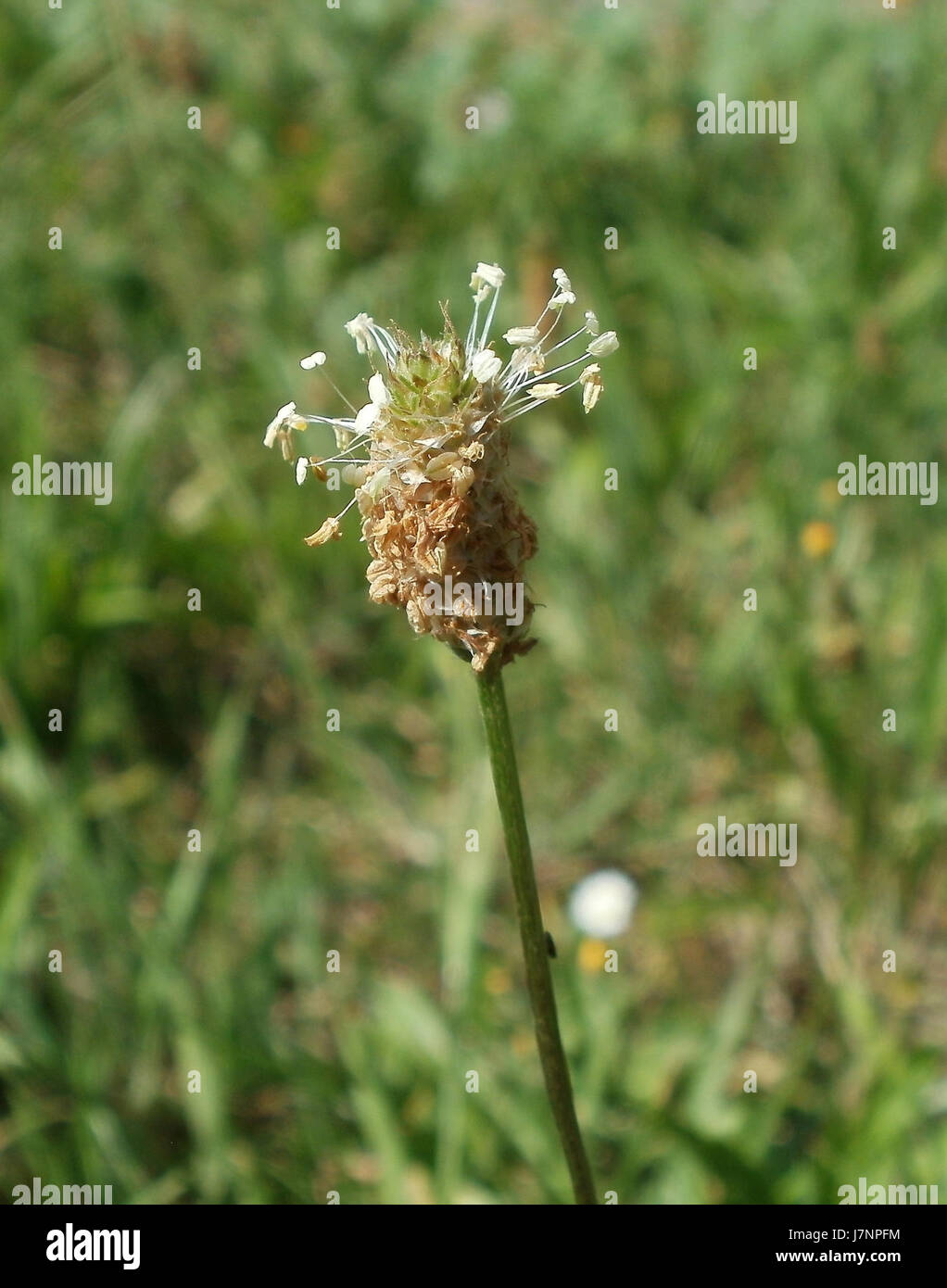 Le 20120706Spitzwegerich Hockenheim fait référence à une espèce de plante, peut-être Plantago lanceolata, observée à Hockenheim, en Allemagne, fournissant un aperçu de la flore locale. Banque D'Images Le 20120706Spitzwegerich Hockenheim fait référence à une espèce de plante, peut-être Plantago lanceolata, observée à Hockenheim, en Allemagne, fournissant un aperçu de la flore locale. Banque D'Images