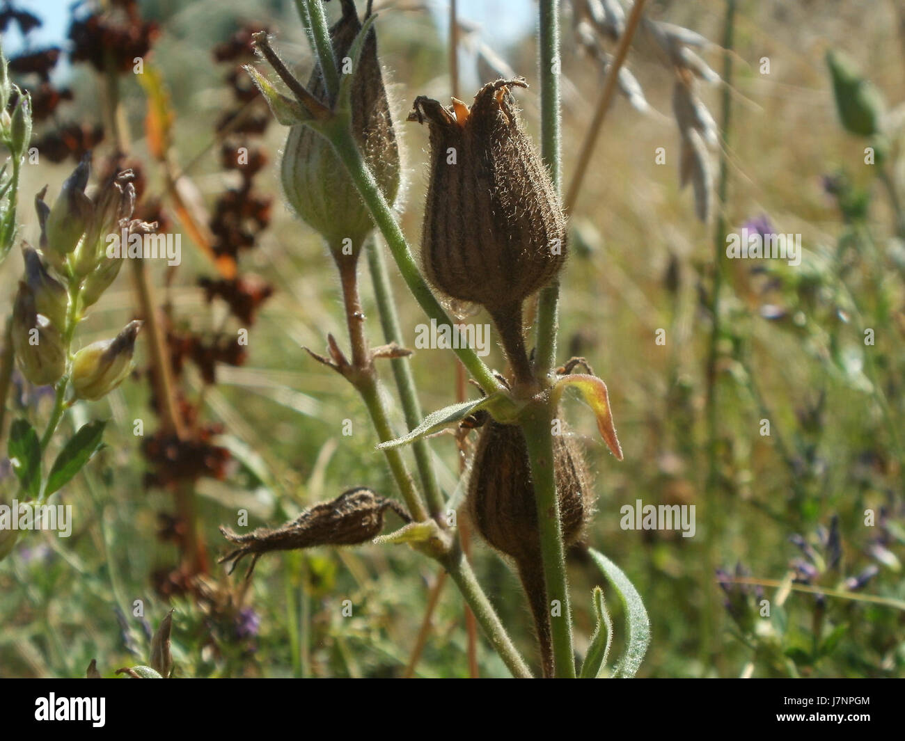 Ce titre fait probablement référence à une image ou à un événement impliquant le 'Weisse Lichtnelke', une espèce végétale, à Hockenheim, en Allemagne, peut-être lié à un événement botanique ou environnemental en 2012. Banque D'Images