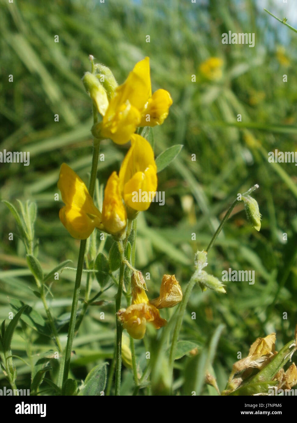 Bachwiesen 20120707Hockenheim38 Banque D'Images