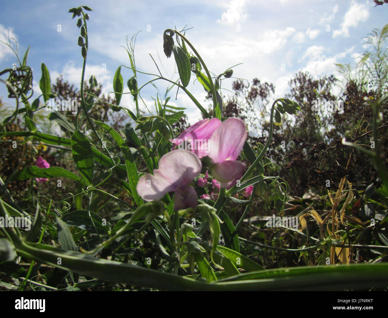 Cette image capture la région de Wiese à Plankstadt, en Allemagne, datée du 31 juillet 2012. Il se concentre sur les caractéristiques paysagères et environnementales de la zone, y compris les aspects liés à la nature et au développement. Banque D'Images