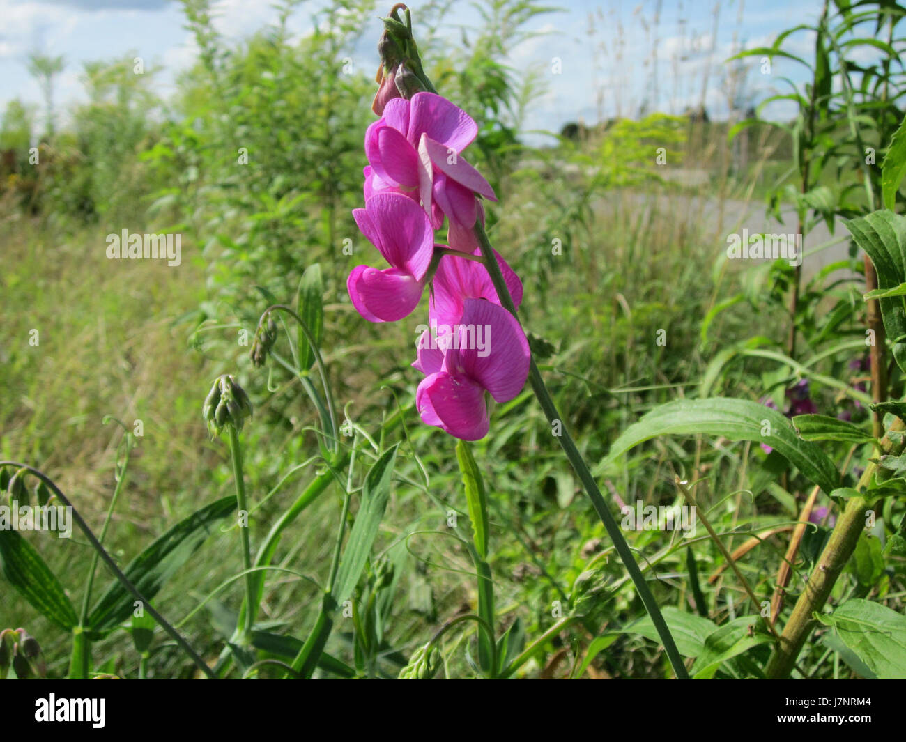 Il s'agit d'un document ou d'un événement à Plankstadt, plus précisément le 31 juillet 2012, relatif à Wiese, probablement une référence géographique ou environnementale. Banque D'Images