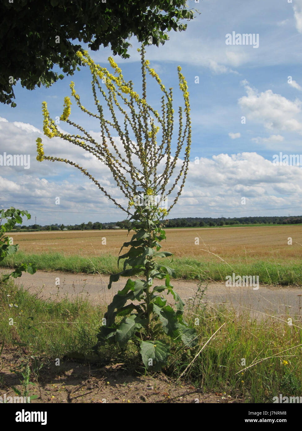 Cette image du 31 juillet 2012 montre le Koenigskerze à Oftersheim, une plante originaire de la région. Il est communément trouvé dans le paysage local et étudié pour son importance écologique. Banque D'Images