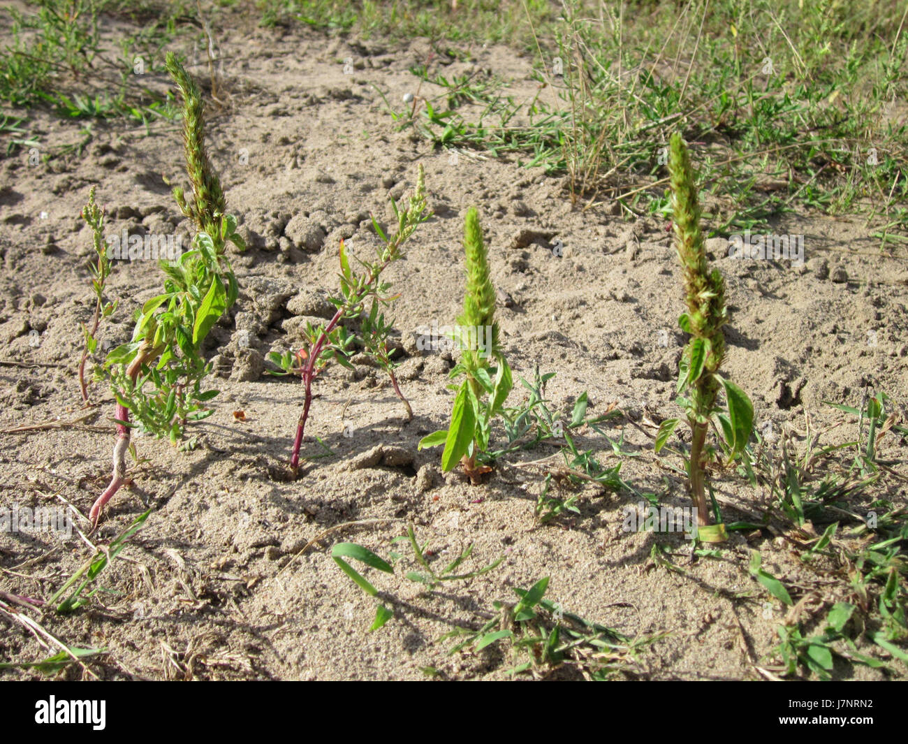 Une image de la dune Oftersheimer, datée du 31 juillet 2012, montrant le paysage naturel unique de la région. Banque D'Images