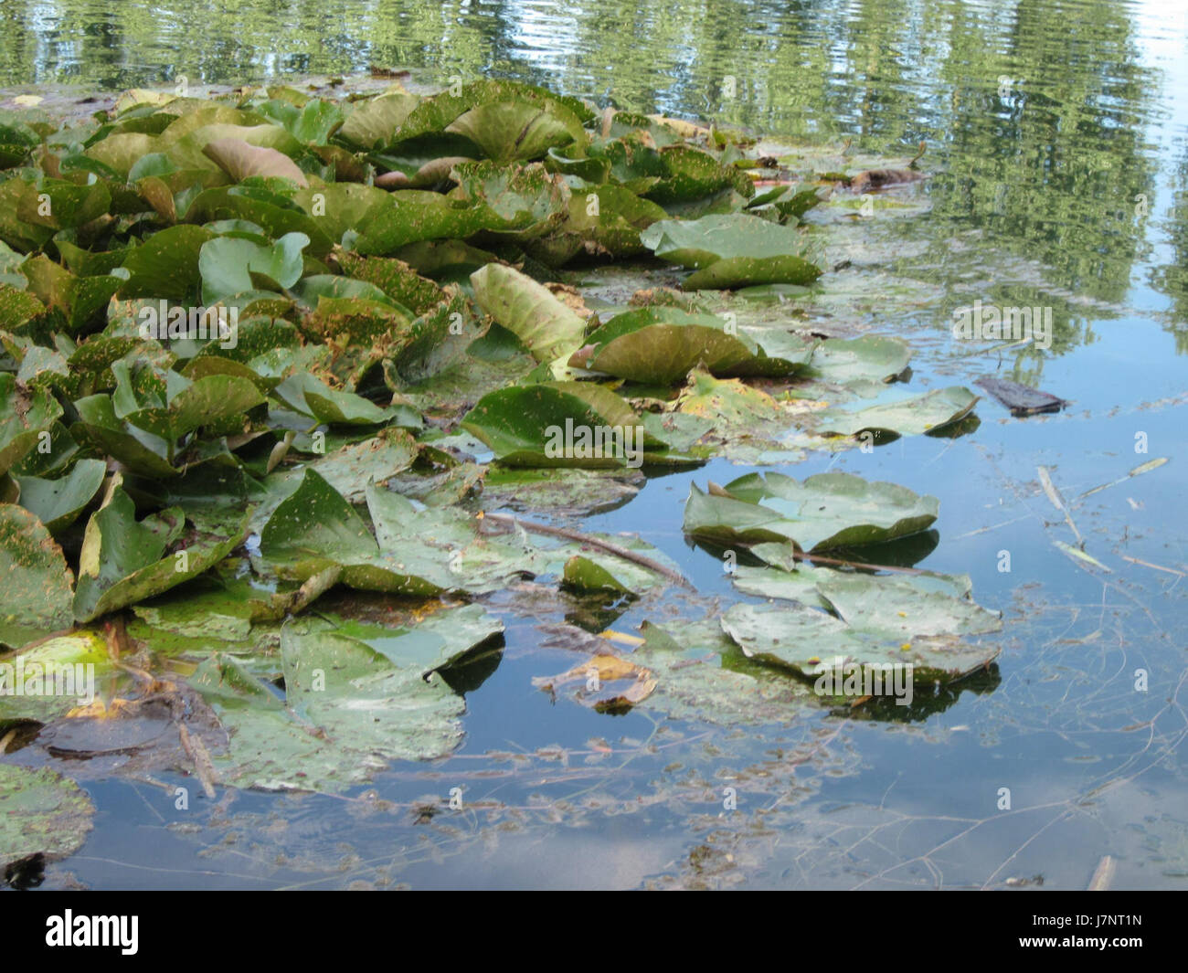 Cette photographie capture une vue panoramique de Reilinger See, un petit lac dans la région du Bade-Württemberg, en Allemagne, mettant en valeur les eaux calmes et le paysage naturel environnant. Banque D'Images Cette photographie capture une vue panoramique de Reilinger See, un petit lac dans la région du Bade-Württemberg, en Allemagne, mettant en valeur les eaux calmes et le paysage naturel environnant. Banque D'Images
