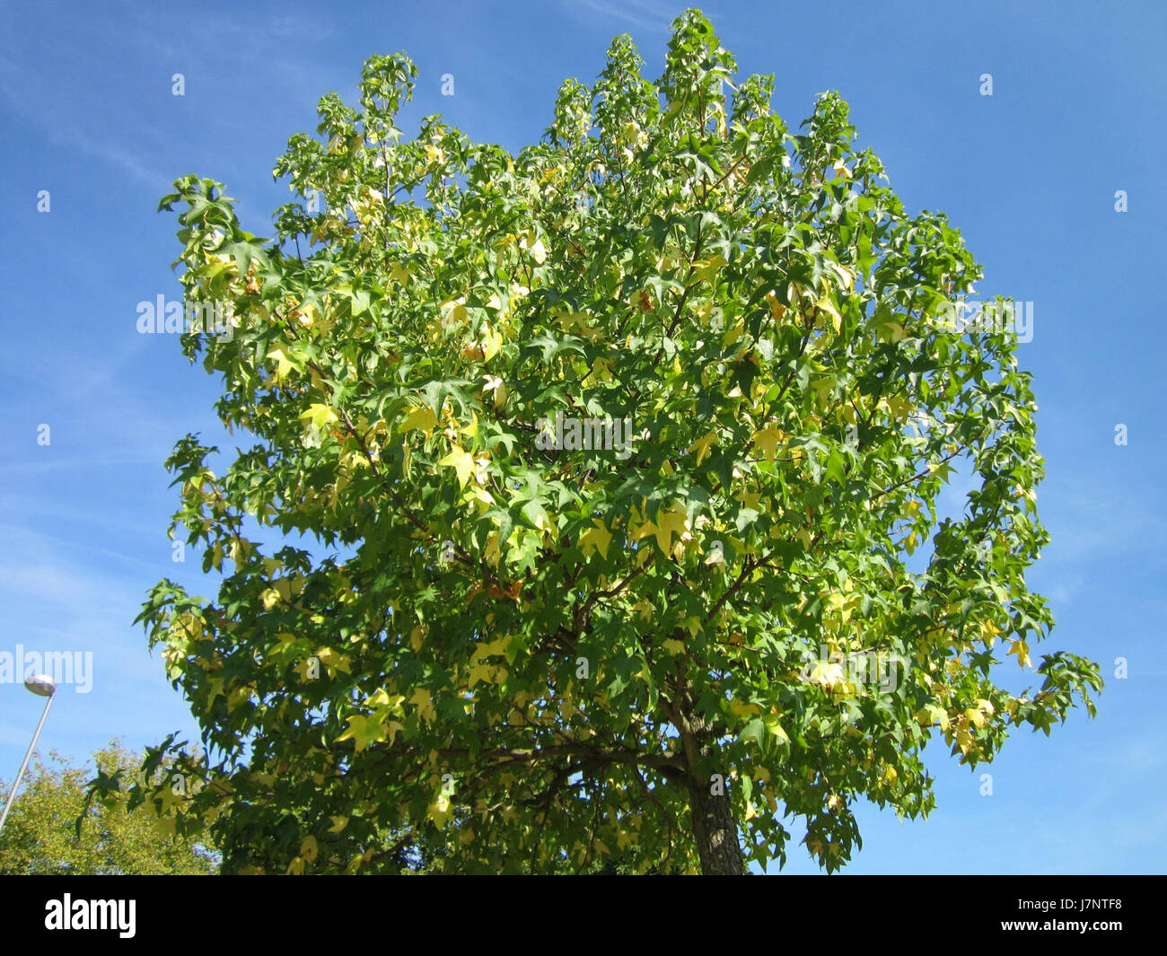 Une image de 2012 d'Amberbaum Hockenheim, faisant probablement référence à une photographie ou à un événement mettant en vedette le célèbre lieu ou individu d'Amberbaum, capturée en 2012. L'emplacement est lié à la ville de Hockenheim, en Allemagne, remarquable pour son histoire et son association avec les événements de sport automobile, en particulier le circuit de Hockenheimring. Banque D'Images