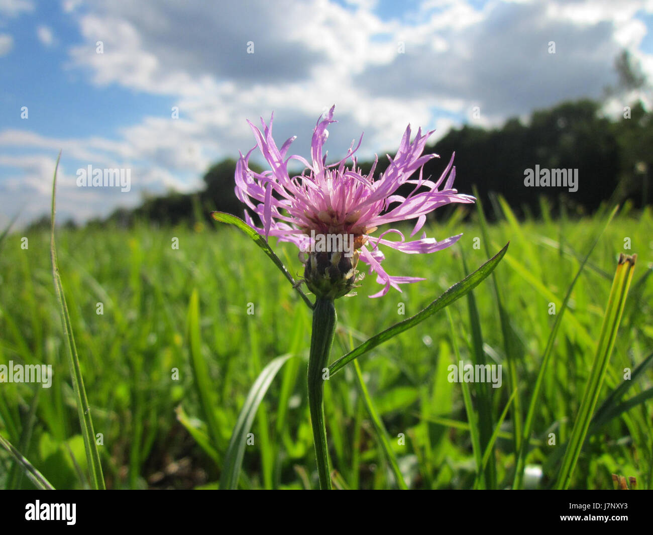 Photographie ou référence prise le 19 septembre 2012, montrant le Wiesen Flockenblume (Meadow Bellflower) à Hockenheim. L'image capture probablement un moment pittoresque dans le paysage naturel de cette région en Allemagne. Banque D'Images