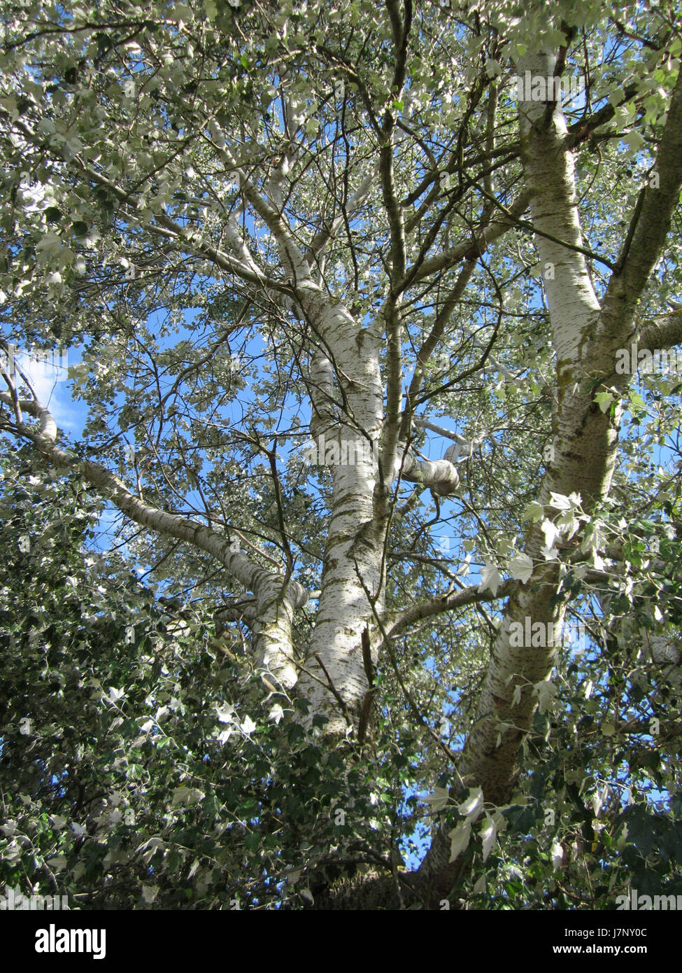 Une photo prise le 19 septembre 2012 d'un arbre Silberpappel à Hockenheim, en Allemagne, mettant en valeur les caractéristiques uniques de cette espèce d'arbre particulière dans la région. Banque D'Images
