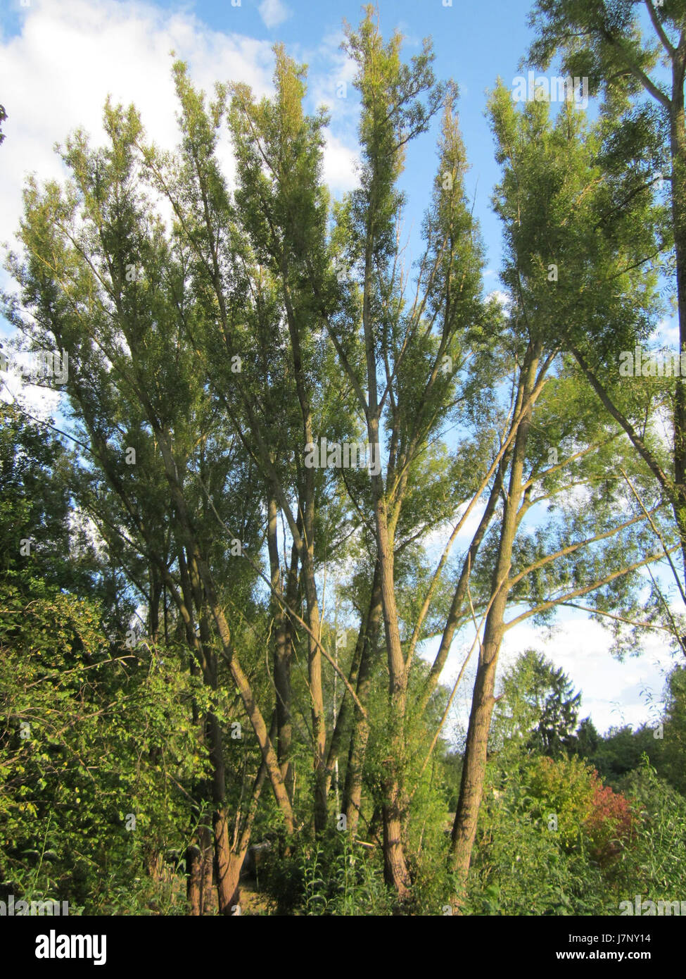 Ce titre fait référence à un site à Hockenheim, en Allemagne, plus précisément un site connu sous le nom de Silberweide. Elle pourrait être liée à un lieu d'intérêt ou à un événement qui a eu lieu dans cette région le 19 septembre 2012. Banque D'Images