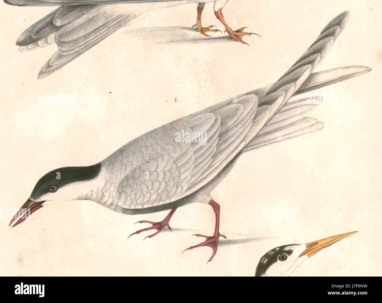 Chlidonias hybrida hybrida Hardwicke Banque D'Images