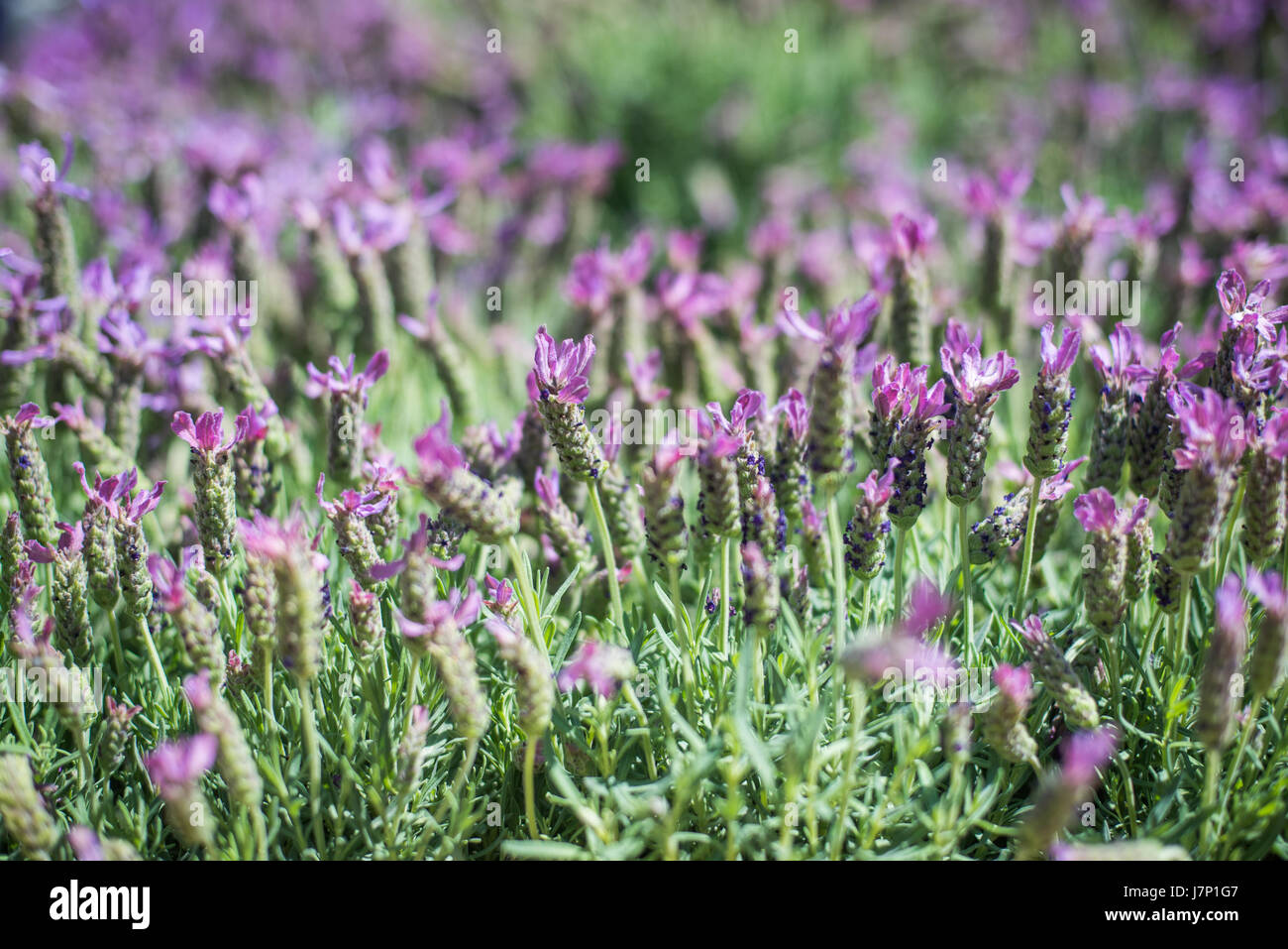Bush lavande close up, de nombreuses fleurs violet pourpre sur fond flou artistique Banque D'Images