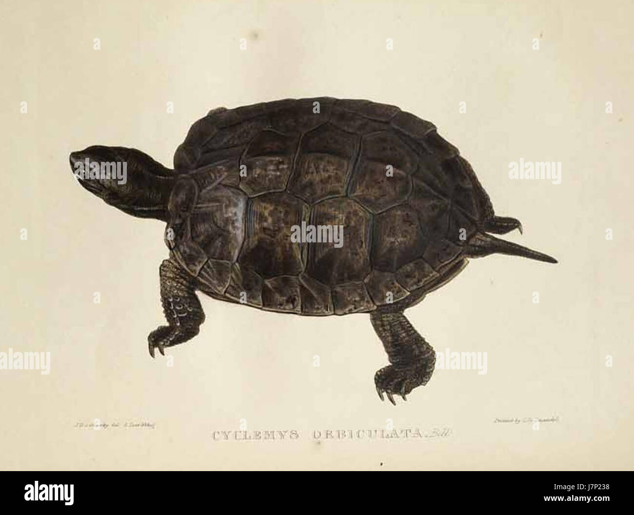 Cyclemys orbiculata, communément appelée tortue tachetée, est une espèce de tortue d'eau douce originaire d'Asie du Sud-est, particulièrement connue pour sa coquille tachetée distinctive. Banque D'Images