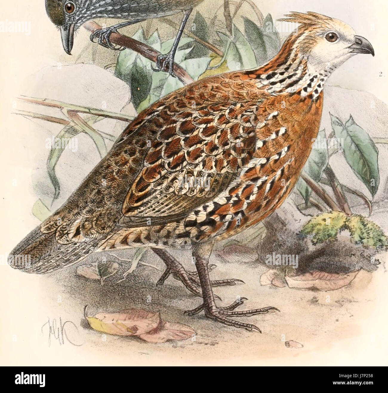 Colinus cristatus mocquerysi 1894 Banque D'Images