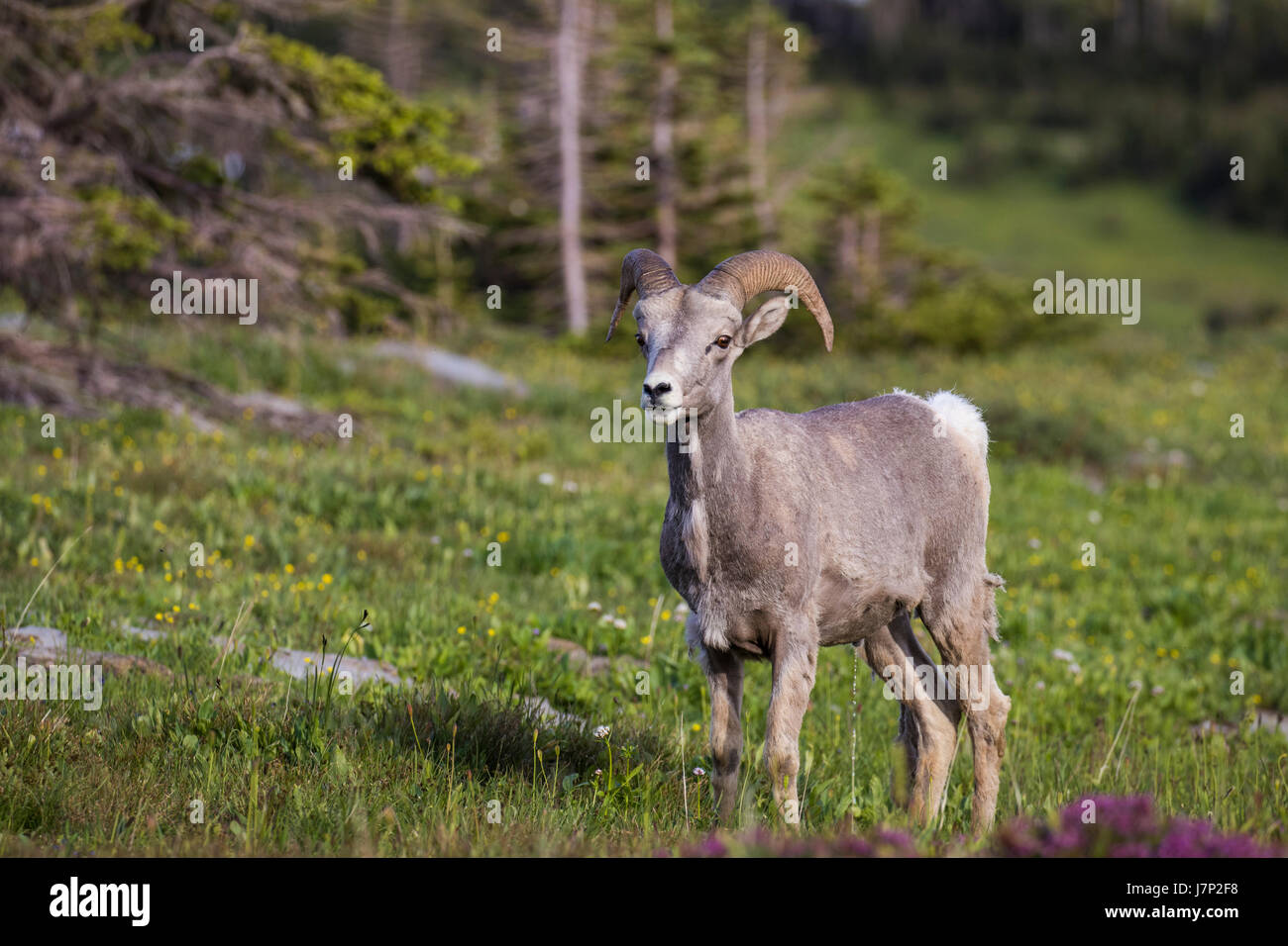 Mouflon Ovis canadensis // les moutons / Ram / Brown / rocky mountain sheep Banque D'Images