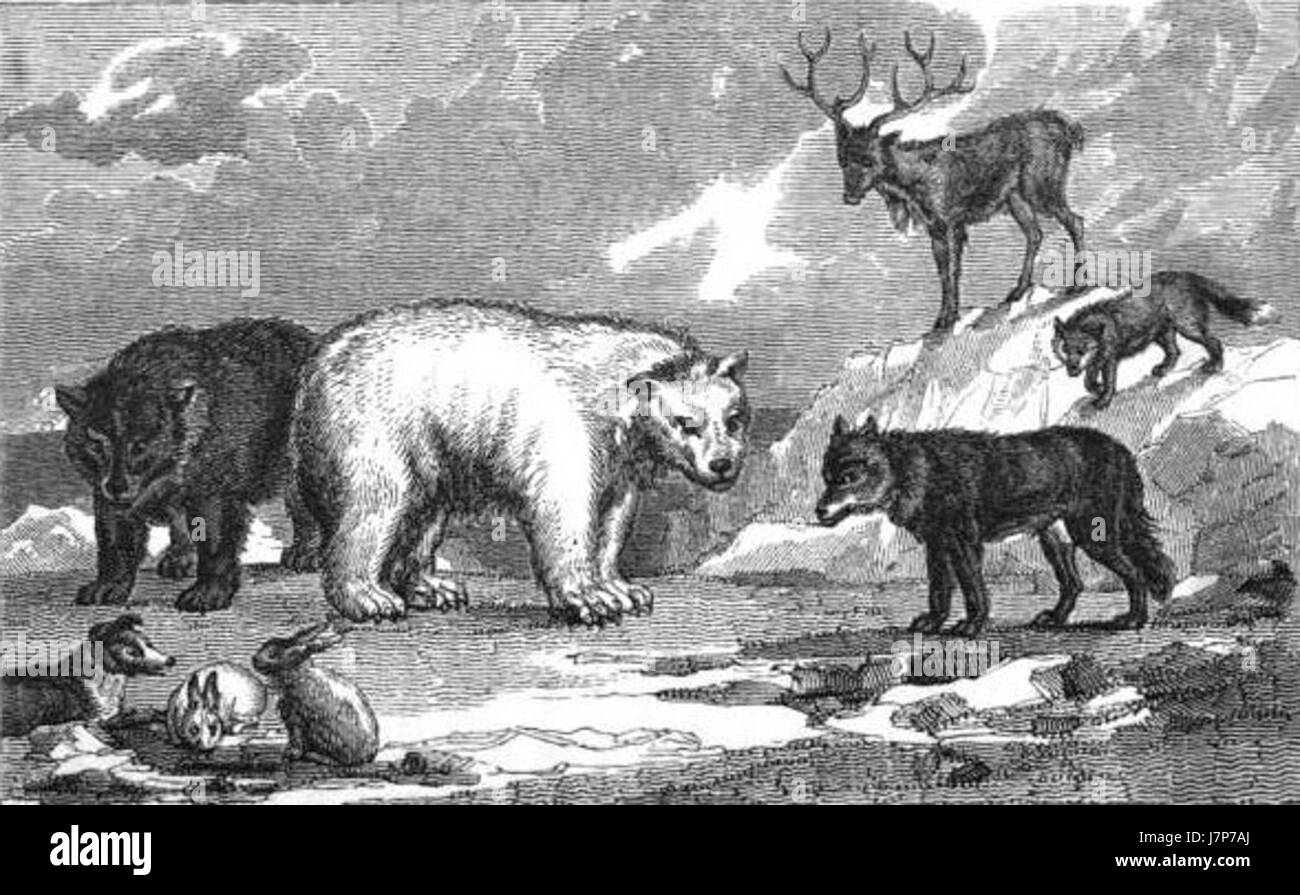 Animaux polaires main image 1