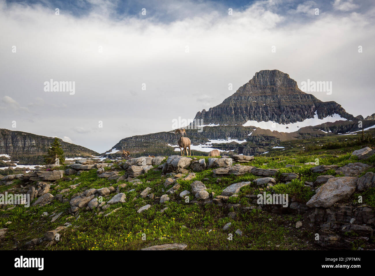 Hidden Lake / Lac glacier / Montana / paysage Banque D'Images